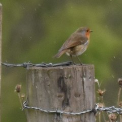 Erithacus rubecula