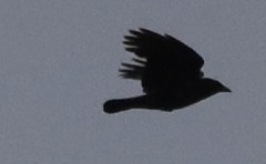 Corvus corone