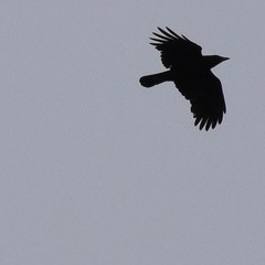 Corvus corone