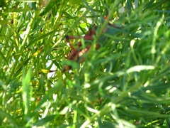 Gomphocarpus fruticosus