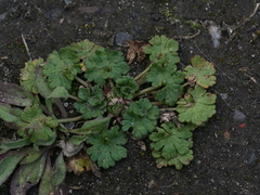 Geranium molle