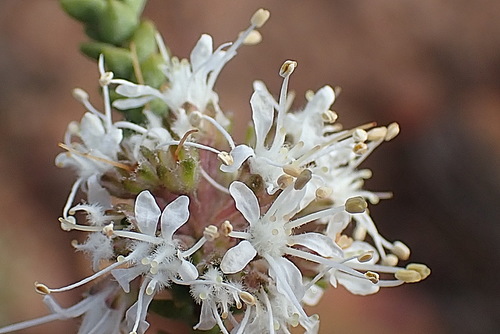 Image of Agathosma roodebergensis by no rights reserved