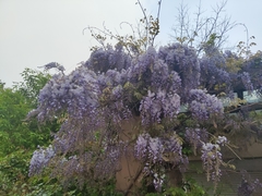 Wisteria sinensis