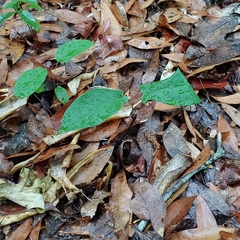 Endodeca serpentaria