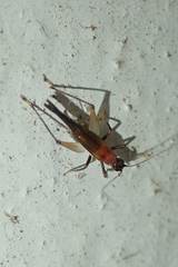 Homoeoxipha lycoides