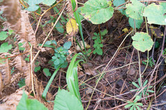 Echeandia longipedicellata