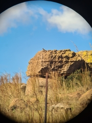 Pseudocordylus melanotus