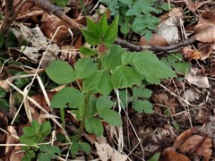 Vicia oroboides
