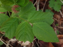 Vicia oroboides