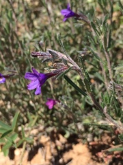 Lithodora fruticosa