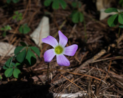 Oxalis hernandesii