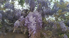 Wisteria sinensis