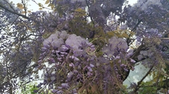 Wisteria sinensis