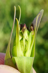 Linaria genistifolia