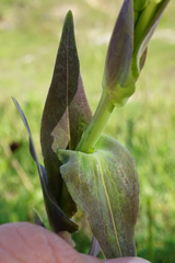 Linaria genistifolia