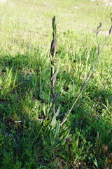 Linaria genistifolia