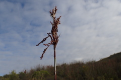 Rhodocoma arida