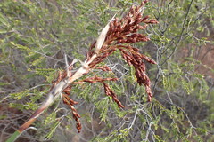 Rhodocoma arida