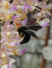 Xylocopa