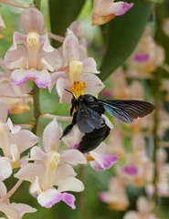 Xylocopa
