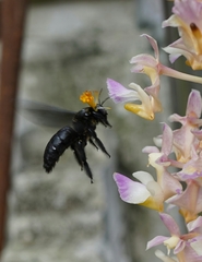 Xylocopa