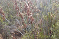Rhodocoma arida