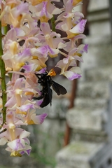 Xylocopa