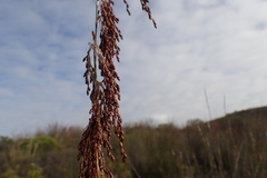 Rhodocoma arida