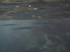 Platybelone argalus