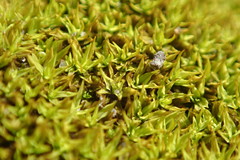Trichostomum brachydontium
