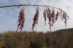 Rhodocoma arida