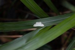 Scopula propinquaria