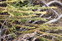 Hagnothesium