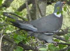 Columba palumbus