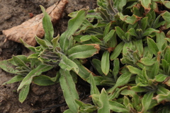 Nonea intermedia
