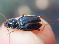 Leistus spinibarbis
