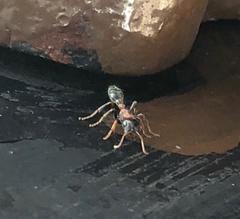 Tetraponera rufonigra