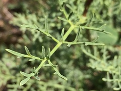 Ruta angustifolia
