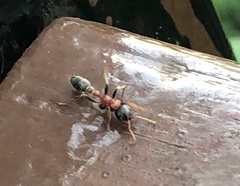 Tetraponera rufonigra