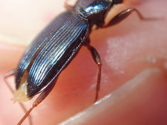 Leistus spinibarbis