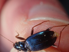 Leistus spinibarbis