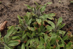 Nonea intermedia
