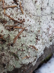 Baeomyces carneus