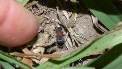 Mimecomutilla renominanda