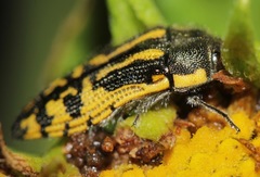 Acmaeodera amplicollis