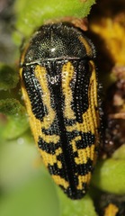 Acmaeodera amplicollis