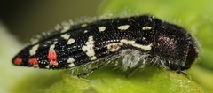 Acmaeodera rubronotata