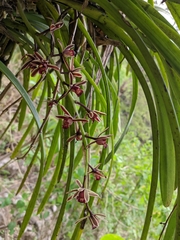 Cymbidium bicolor