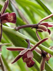 Cymbidium bicolor