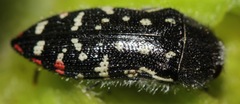 Acmaeodera rubronotata
